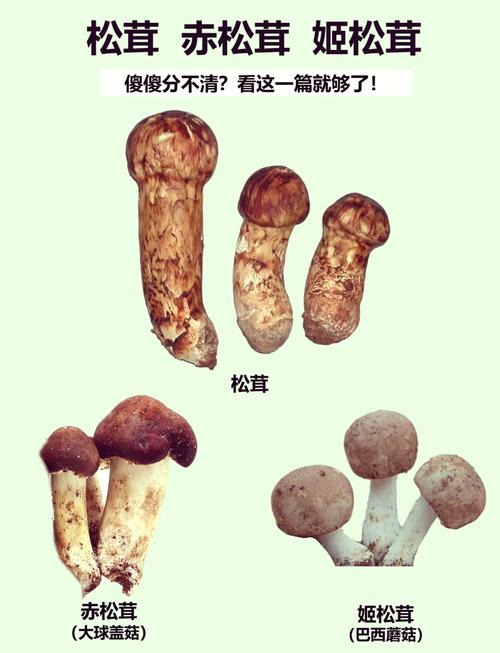 什么人不能吃松茸