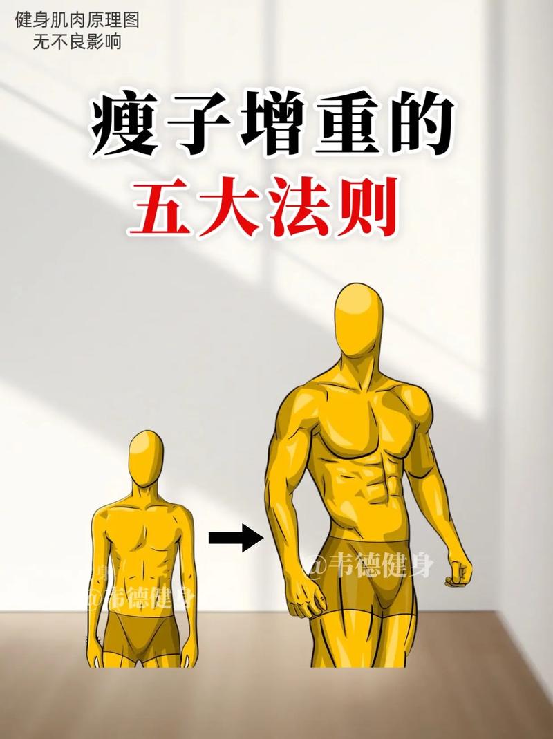 什么是瘦肌肉