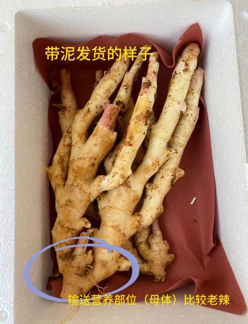 水姜是什么
