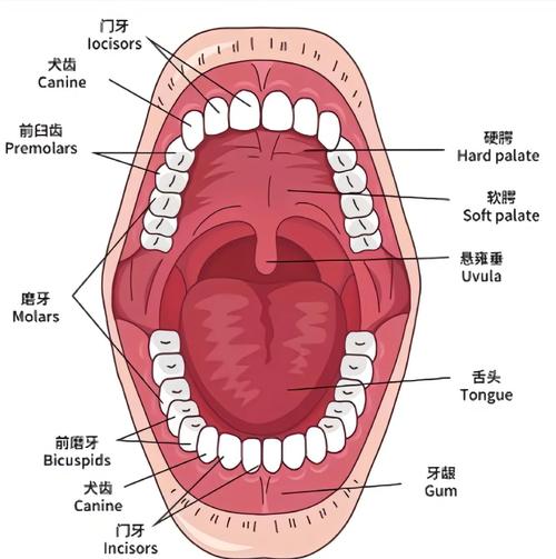 什么是牙口