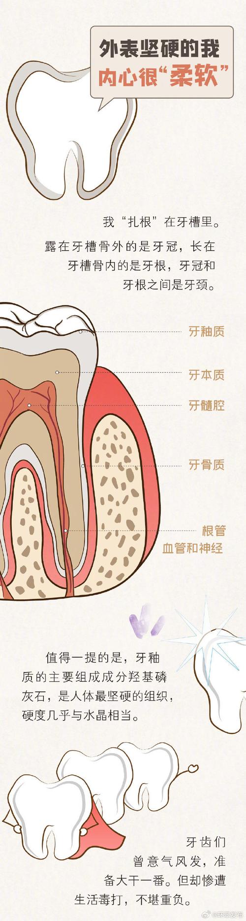 什么是牙口