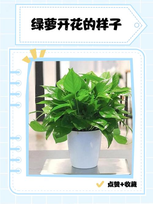 绿萝的花语是什么