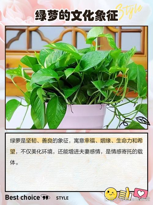绿萝的花语是什么