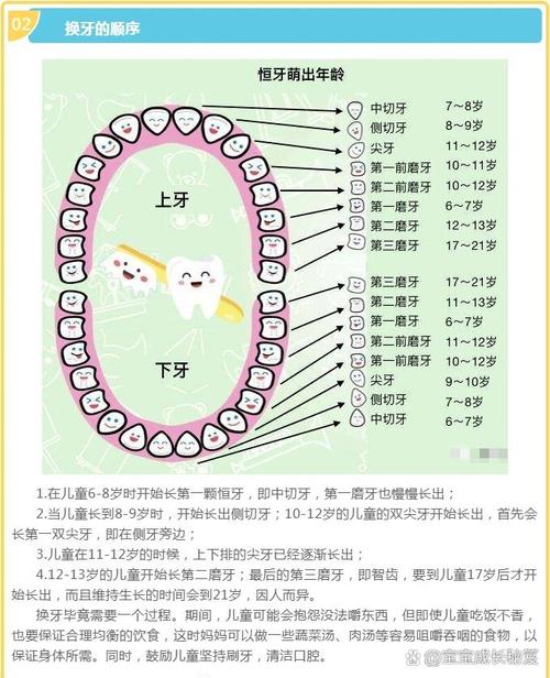 大牙什么时候换完