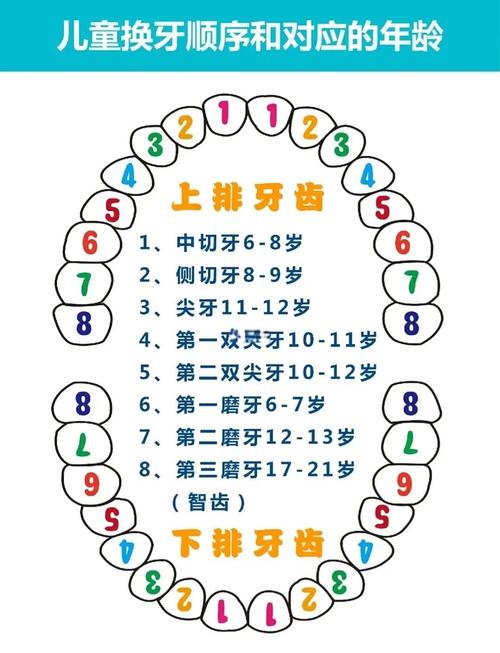 大牙什么时候换完