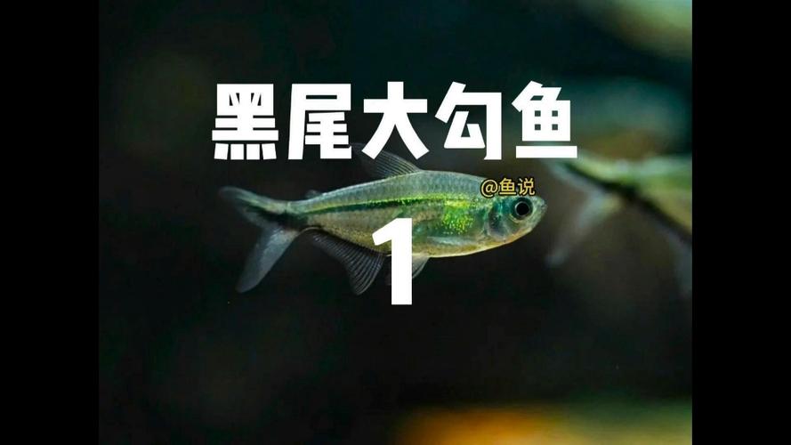 鱼尾有黑点是什么鱼