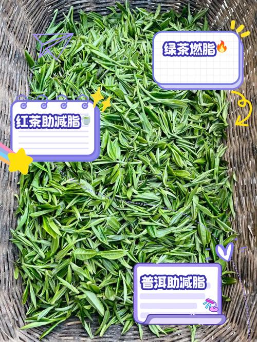 绿茶什么茶叶能减肥效果