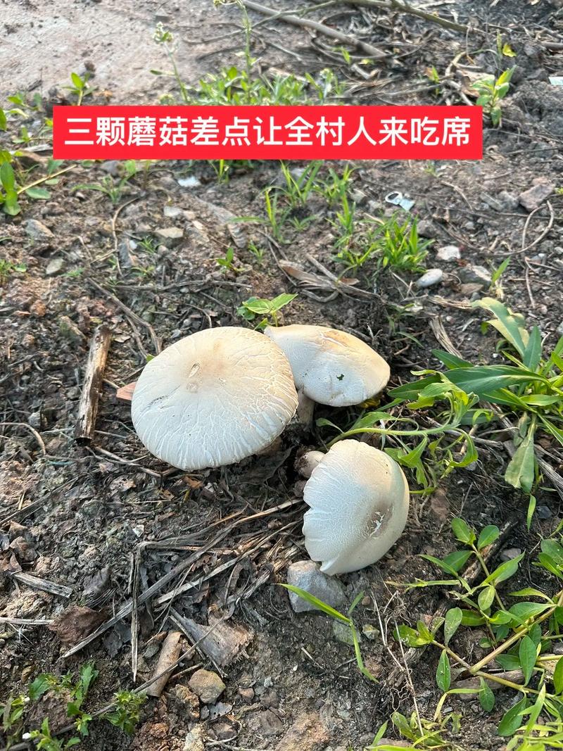 减肥吃什么蘑菇