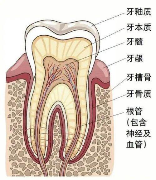 牙髓炎是什么意思