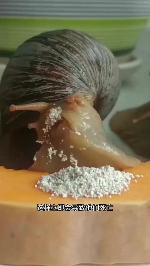 蜗牛为什么有粘液