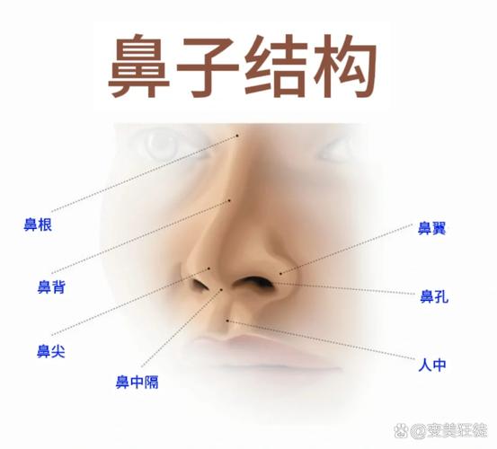 鼻翼在什么位置