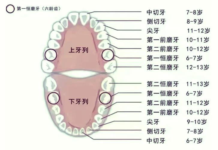 牙齿最里面的牙叫什么牙