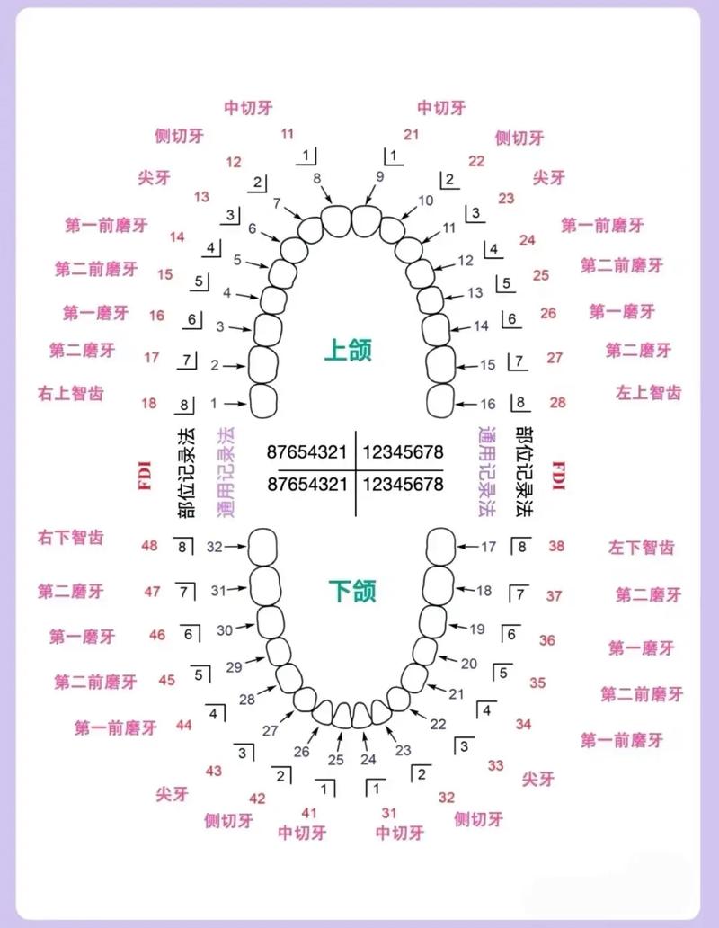 牙齿最里面的牙叫什么牙