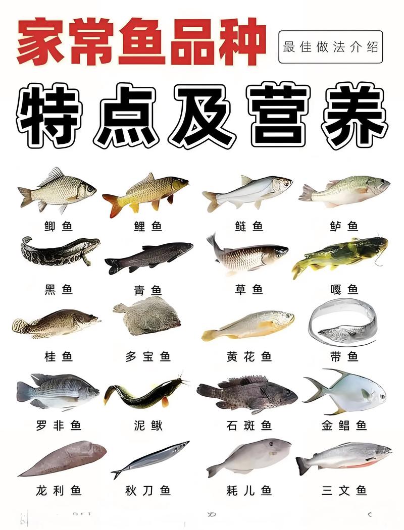 什么鱼最适合减肥吃
