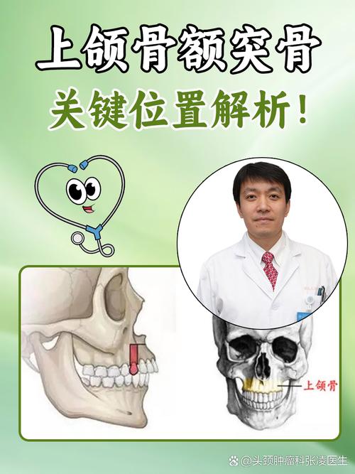 额突是什么