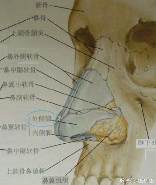 额突是什么