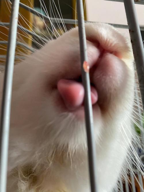 突唇是什么