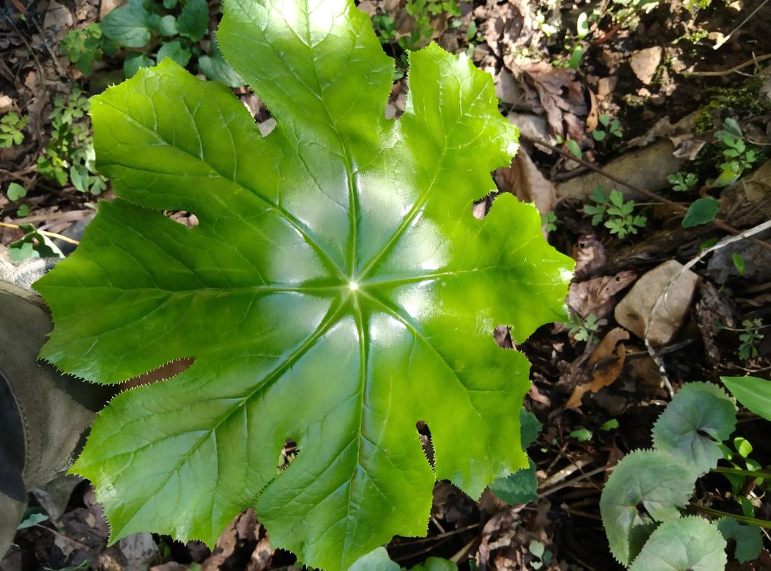 什么野生草药能减肥