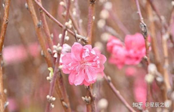 为什么会有烂桃花
