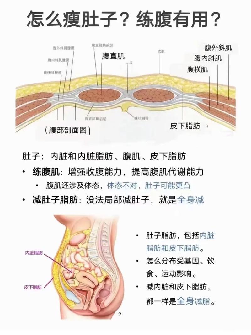 下半身胖是什么原因