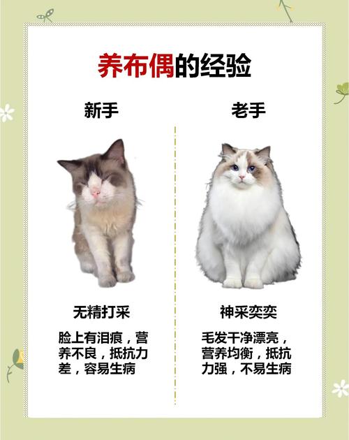 猫主要吃什么食物