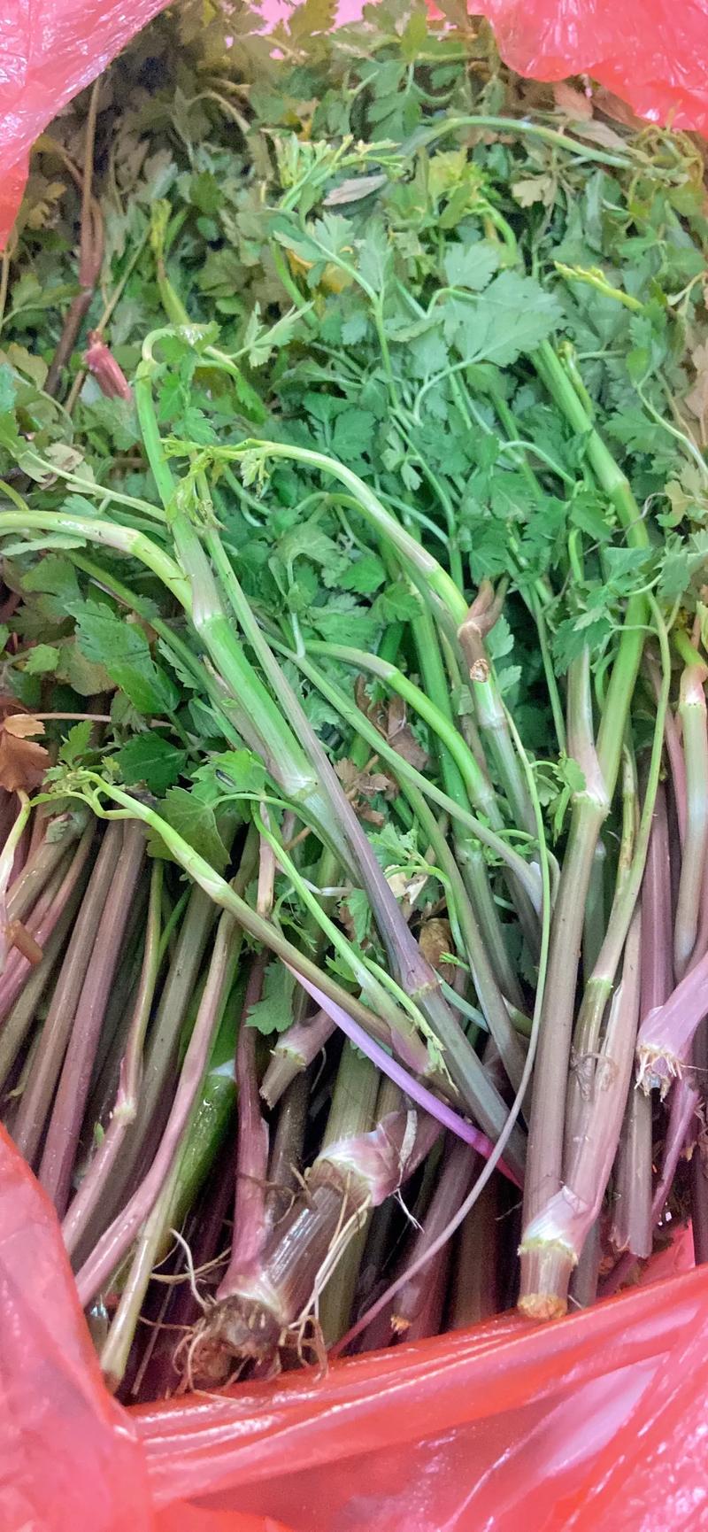 减肥为什么不能吃芹菜