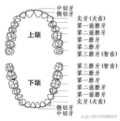 智齿又叫什么
