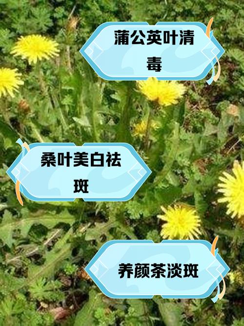 去斑喝什么