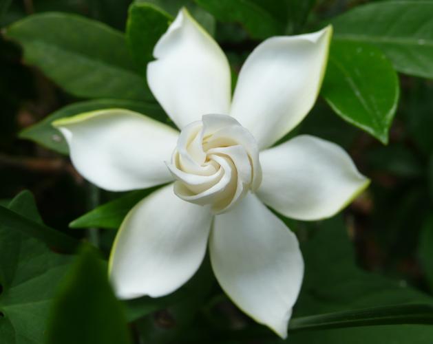 什么花减肥