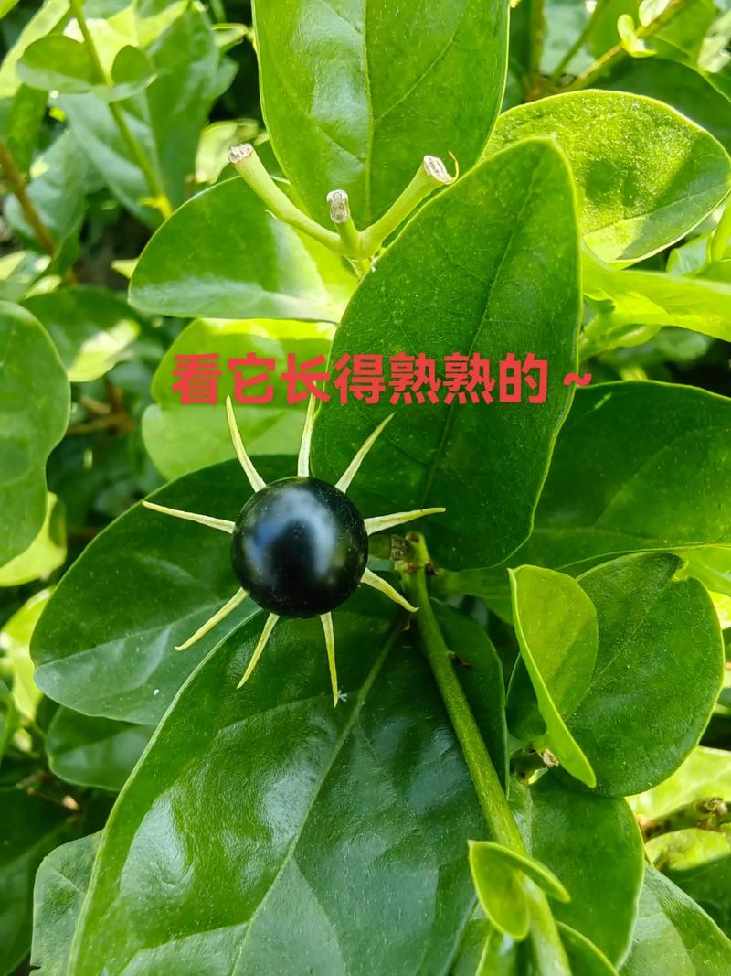 什么花减肥