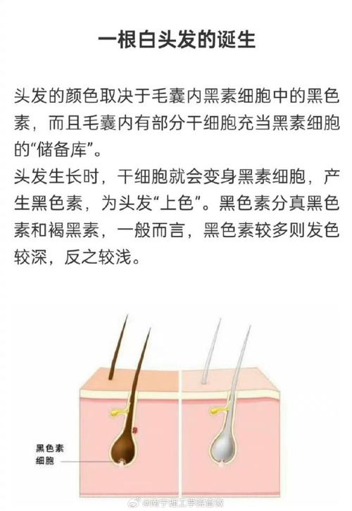 为什么不能拔白头发