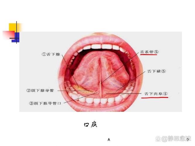 口腔上方叫什么