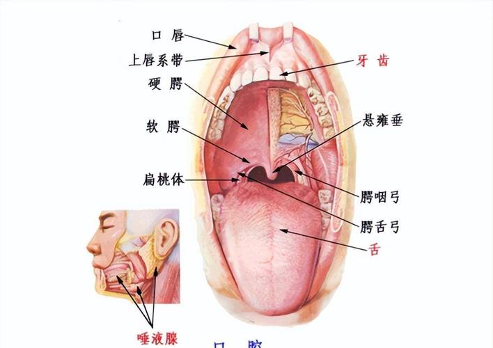 口腔上方叫什么