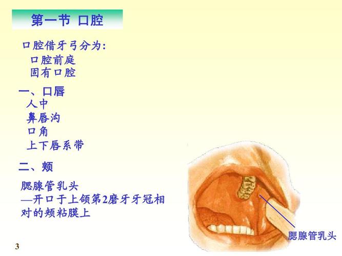 口腔上方叫什么