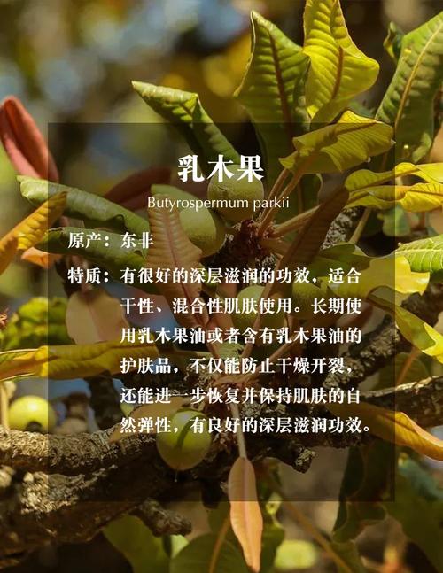 乳木果什么味道
