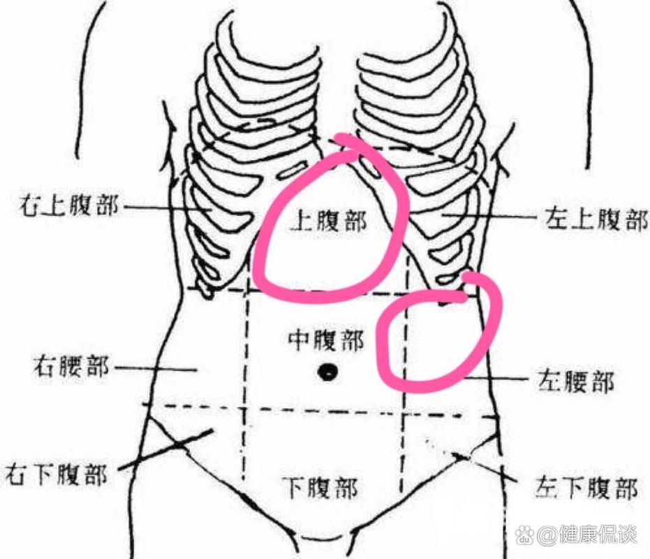 上腹是什么位置