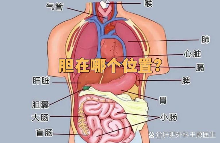 上腹是什么位置