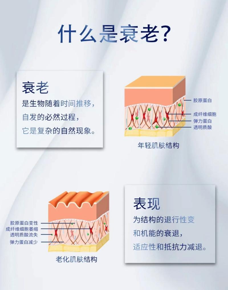 皮肤为什么衰老