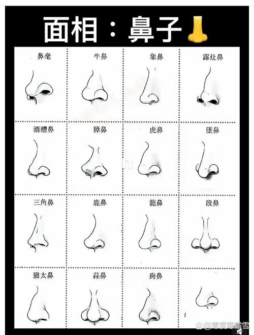 鼻子有什么类型