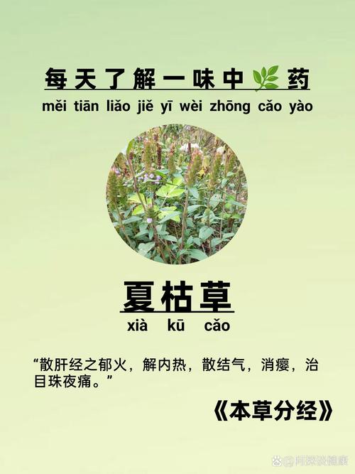 夏天用什么中药减肥效果好