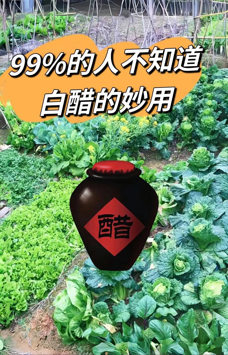 为什么喝白醋可以减肥吗