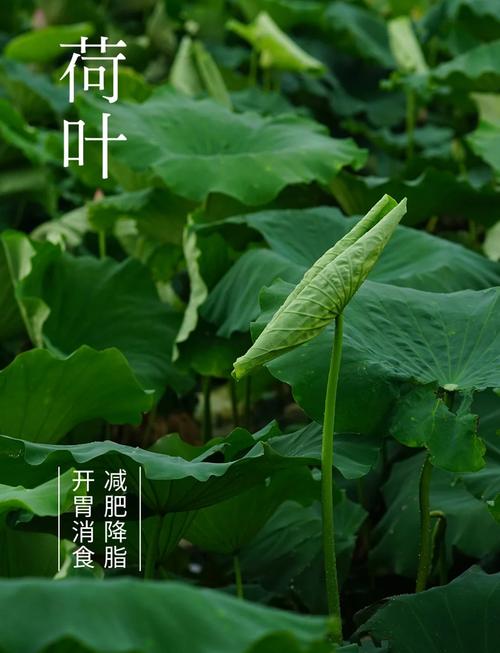 什么配荷叶减肥效果最好