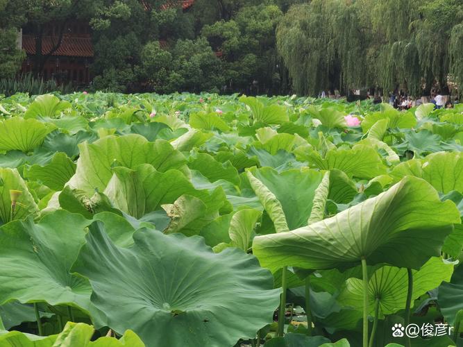 荷叶什么时候有