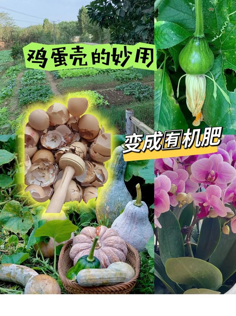 鸡蛋壳是什么肥