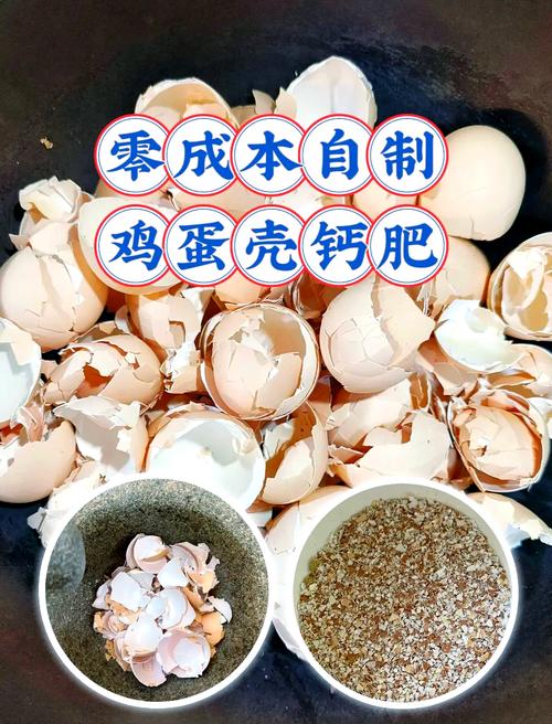 鸡蛋壳是什么肥