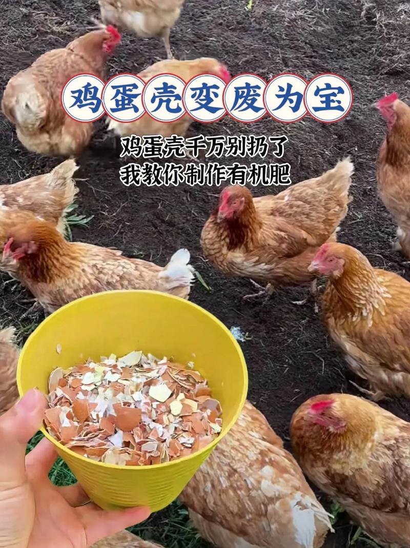 鸡蛋壳是什么肥
