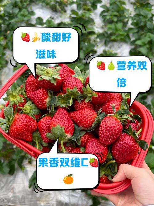草莓和什么最配