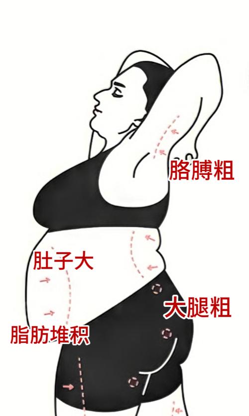 为什么肚子容易长肉
