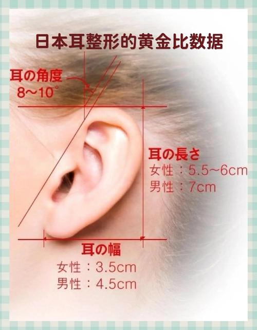 耳朵大小代表什么