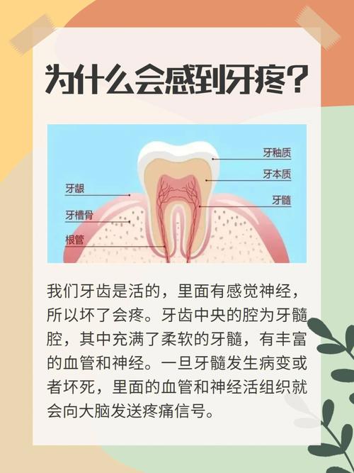 经常牙疼是什么原因